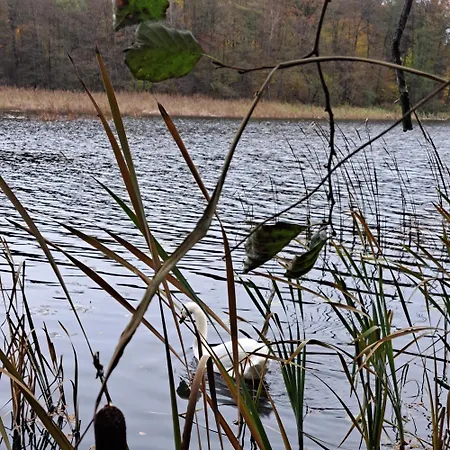 Farma Labadkowo Labedzie