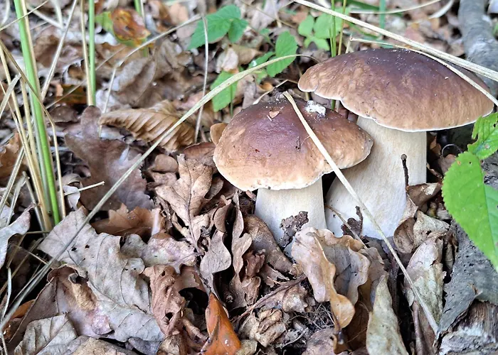 Agroturismo Labadkowo