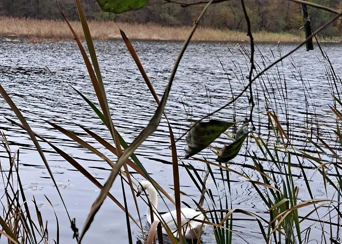 Agroturismo Labadkowo Labedzie