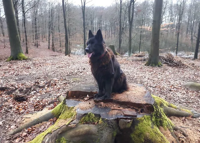 Labadkowo Agroturismo Labedzie